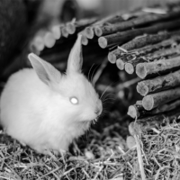 Россия, Украина и другие страны пострадали от шифровальщика Bad Rabbit