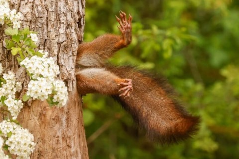 Объявлены победители конкурса самых смешных снимков природы Nikon Comedy Wildlife Photography