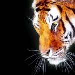 Рисунок профиля (%s)